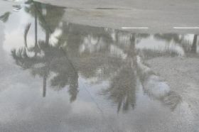 site.KW.regen en palmboom.jpg