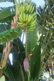 site.KW.bananen.jpg