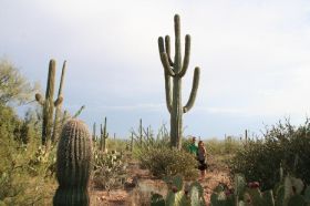 14 Saguaro park - cactus.jpg