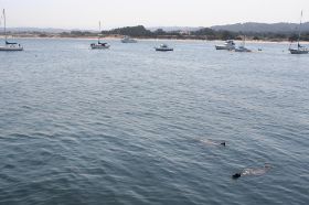 52 Monterey - zeehonden.jpg