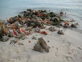 37.ba.conch.jpg